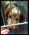 Dobby