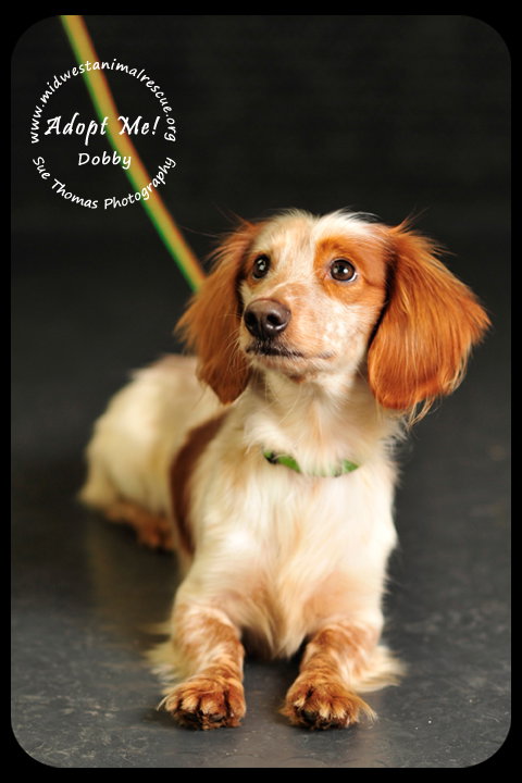 Dobby