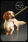 Dobby