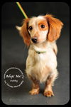 Dobby