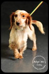 Dobby