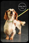 Dobby