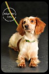 Dobby