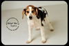 Sophia Puppy