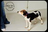 Sophia Puppy