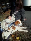 Linus Puppy