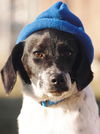 Linus Puppy