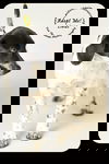 Linus Puppy