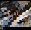 Sounder Puppy
