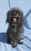Scruffy