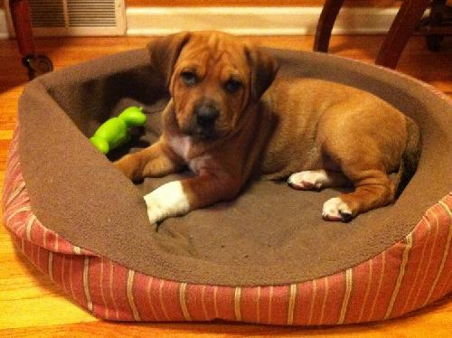 Mittens Puppy