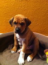 Mittens Puppy