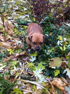 Mittens Puppy