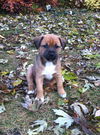 Carmel Puppy