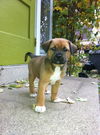 Carmel Puppy