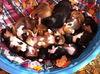 Carmel Puppy