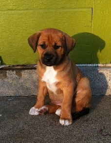 Carmel Puppy