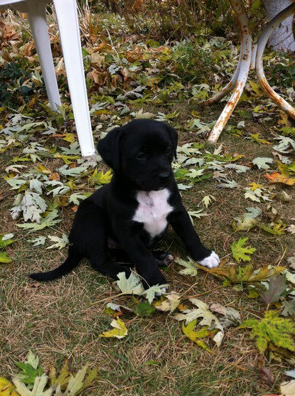 Snow Puppy