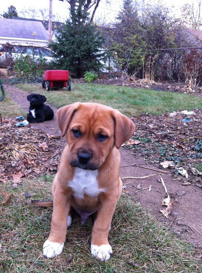 Johny Puppy