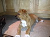 Johny Puppy