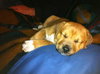 Johny Puppy