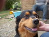 Annie
