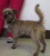 Shaggy