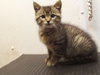 Rudy-Kitten