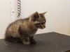 Rudy-Kitten