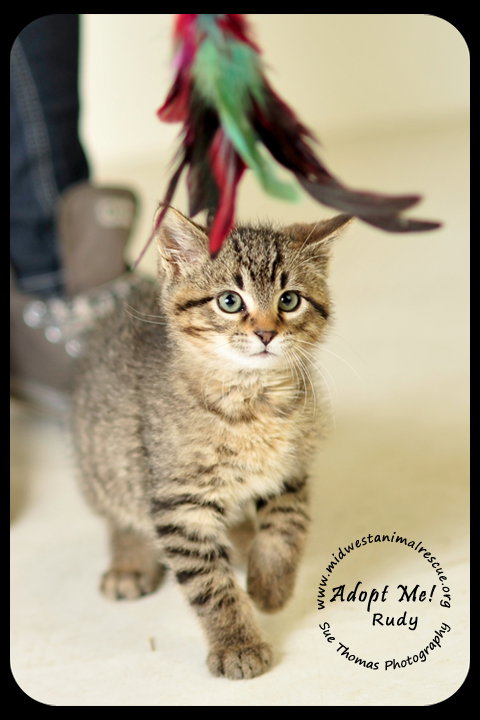 Rudy-Kitten
