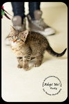 Rudy-Kitten