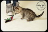 Rudy-Kitten
