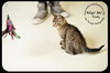 Rudy-Kitten