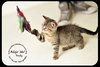 Rudy-Kitten