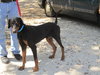 Otto