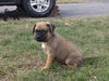 *Keno Puppy - Urgent foster needed!