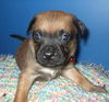 *Keno Puppy - Urgent foster needed!