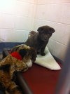Gretta Puppy