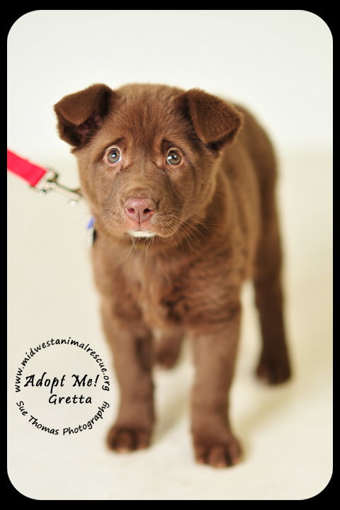 Gretta Puppy