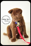 Gretta Puppy