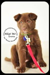 Gretta Puppy