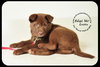 Gretta Puppy