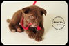 Gretta Puppy