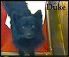 Duke