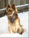 Koda
