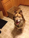 Koda