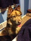Koda