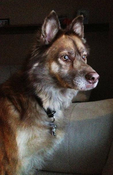 Koda