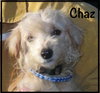 Chaz