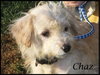 Chaz